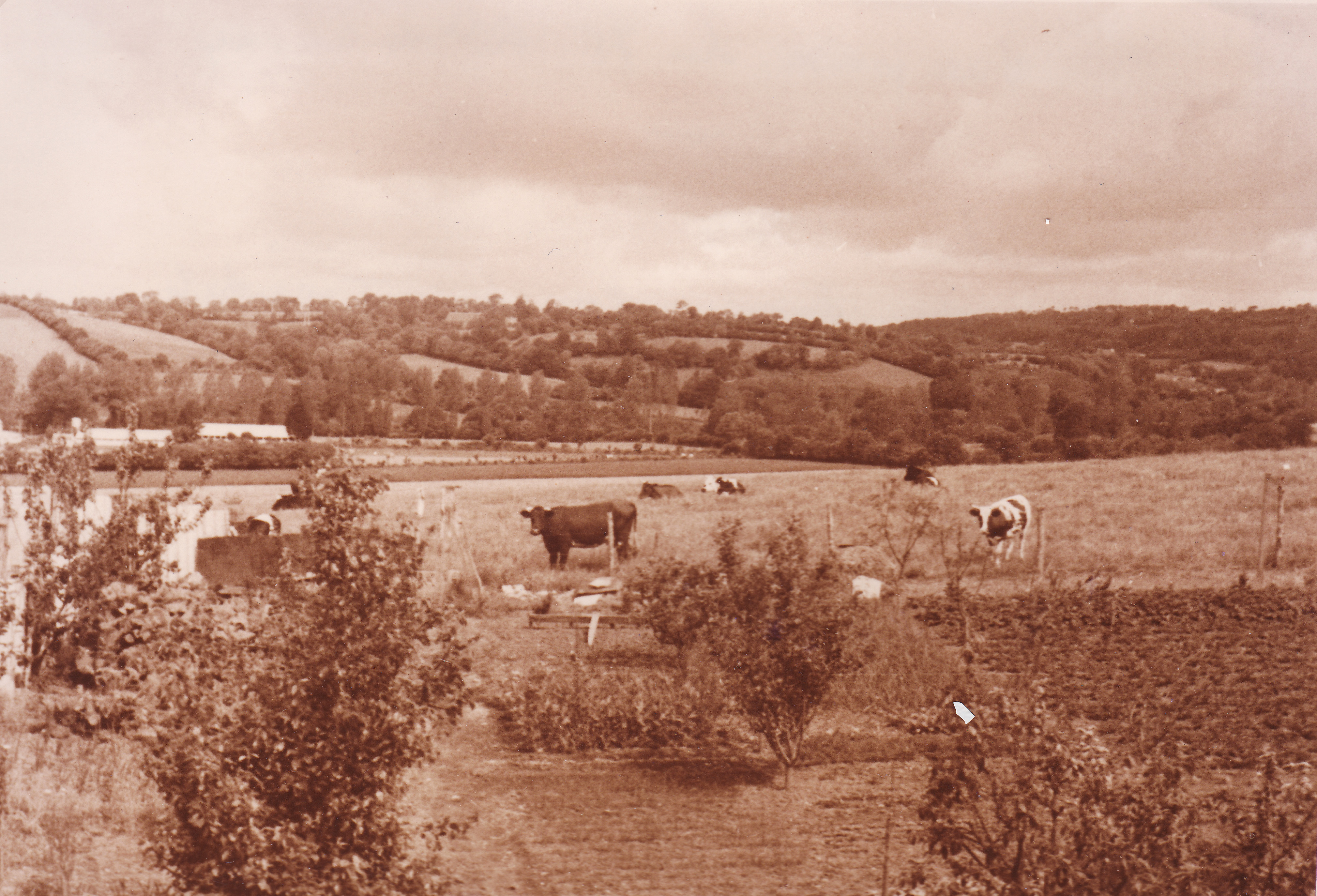Vue du 75 route de Coray en 1956 Le Vallon et au fond à gauche Tréodet et Kerfeunteun Fonds Arkae
