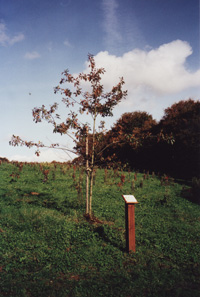 Arboretum de Kerho à Ergué-Gabéric